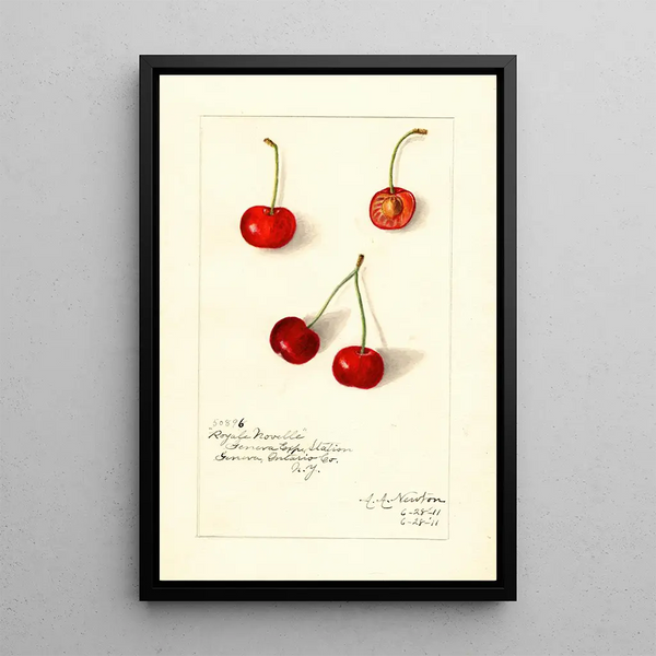 Reproductie van het schilderij Prunus avium Royal Novelle - Amanda Almira Newton