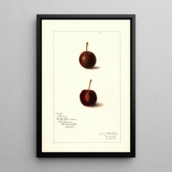 Prunus avium Safra - Amanda Almira Newton — ingelijst kunstwerk aan de muur