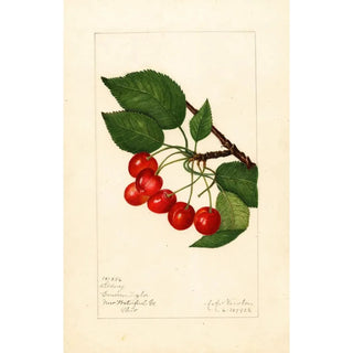 Amanda Almira Newton - Prunus avium Sidney.webp