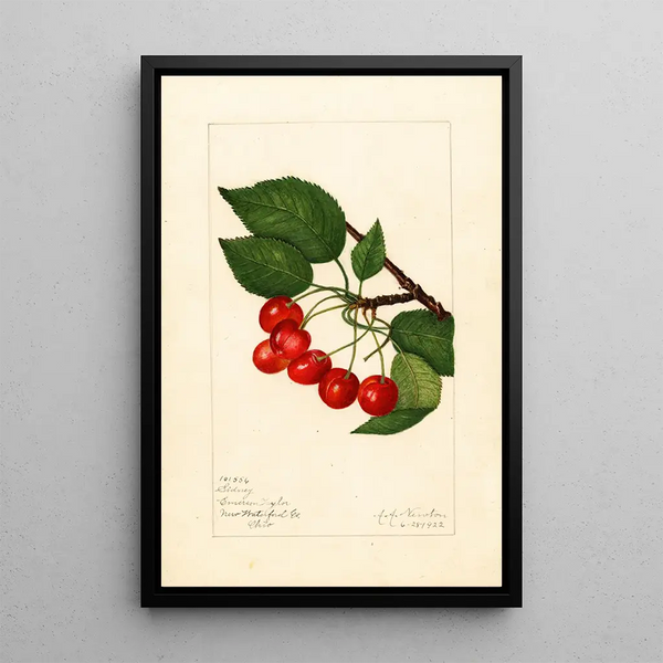 Prunus avium Sidney - Amanda Almira Newton — ingelijst kunstwerk aan de muur