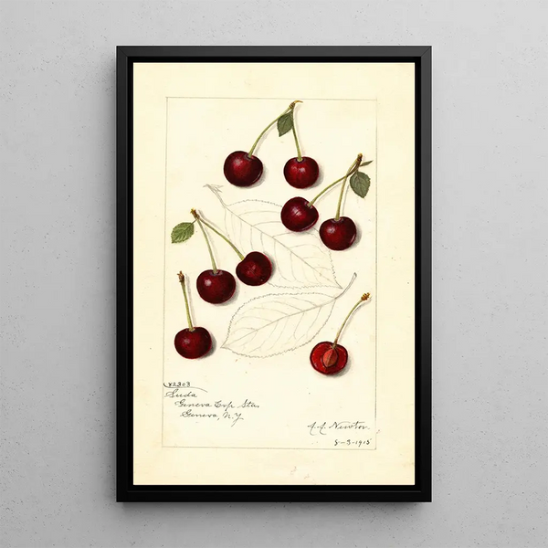 Prunus avium Suda - Amanda Almira Newton — ingelijst kunstwerk aan de muur
