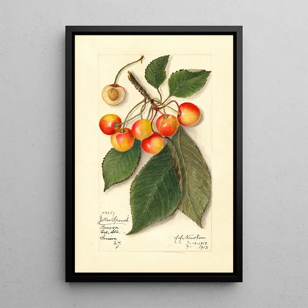 Reproductie van het schilderij Prunus avium Yellow Spanish - Amanda Almira Newton
