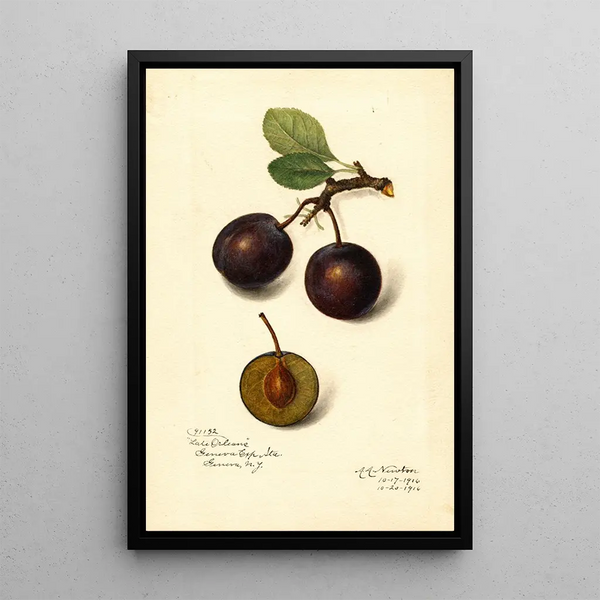 Reproductie van het schilderij Prunus domestica Late Orleans - Amanda Almira Newton