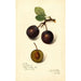 Reproductie van het schilderij Prunus domestica Late Orleans - Amanda Almira Newton