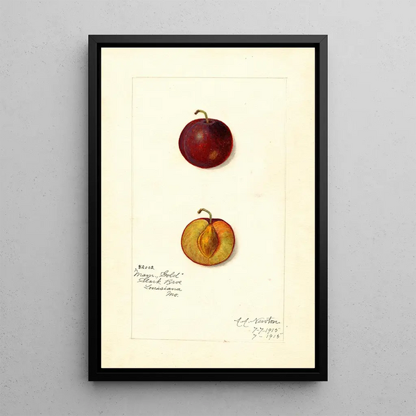 Reproductie van het schilderij Prunus domestica Mammoth Gold - Amanda Almira Newton