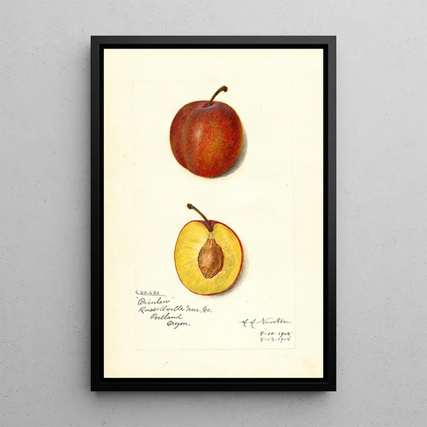 Reproductie van het schilderij Prunus domestica Prinlew - Amanda Almira Newton