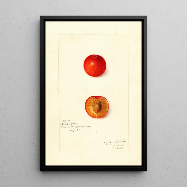 Reproductie van het schilderij Prunus domestica Wild Goose - Amanda Almira Newton