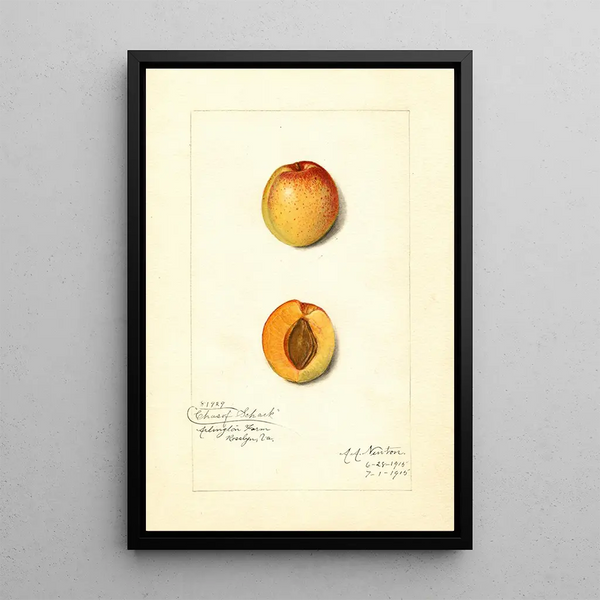 Reproductie van het schilderij Prunus mume Chas - Amanda Almira Newton