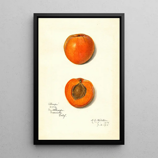 Prunus mume Sharpe - Amanda Almira Newton — ingelijst kunstwerk aan de muur