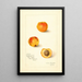 Prunus mume Variété 9834 - Amanda Almira Newton — ingelijst kunstwerk aan de muur