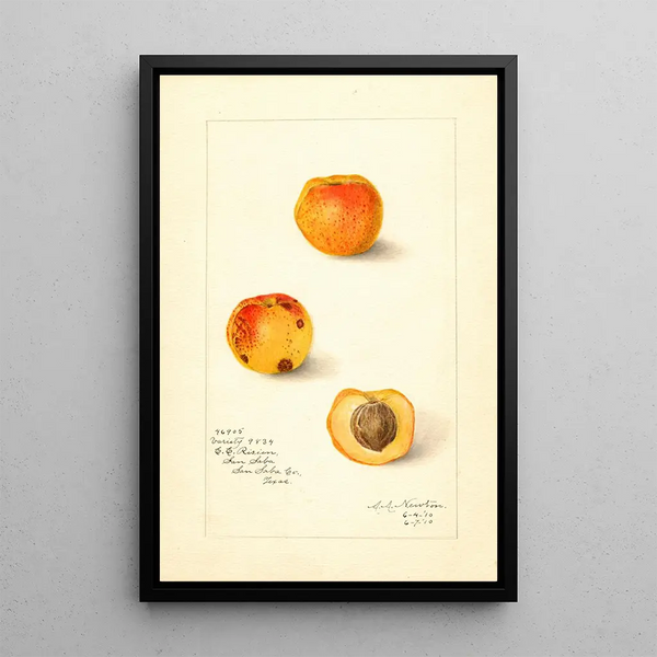 Prunus mume Variété 9834 - Amanda Almira Newton — ingelijst kunstwerk aan de muur