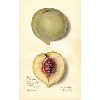 Amanda Almira Newton - Prunus persica FeiTao.webp