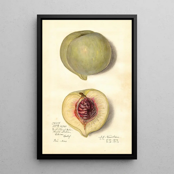 Prunus persica FeiTao - Amanda Almira Newton — ingelijst kunstwerk aan de muur