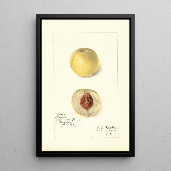 Reproductie van het schilderij Prunus persica Genii - Amanda Almira Newton