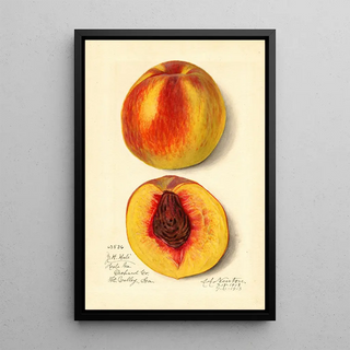 Amanda Almira Newton - Prunus persica J.webp