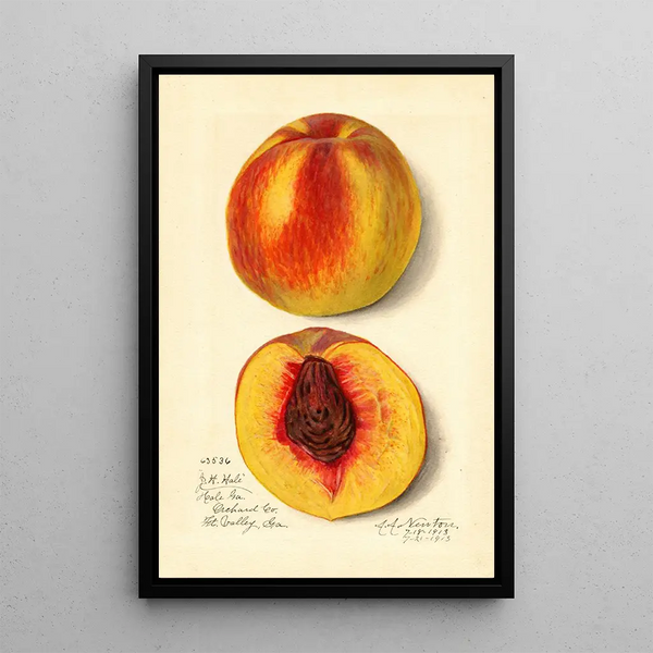 Prunus persica J - Amanda Almira Newton — ingelijst kunstwerk aan de muur