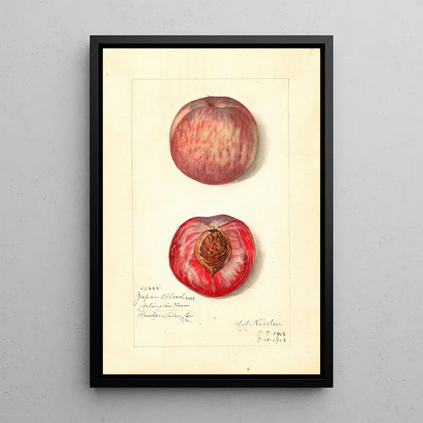 Prunus persica Japan Blood - Amanda Almira Newton — ingelijst kunstwerk aan de muur