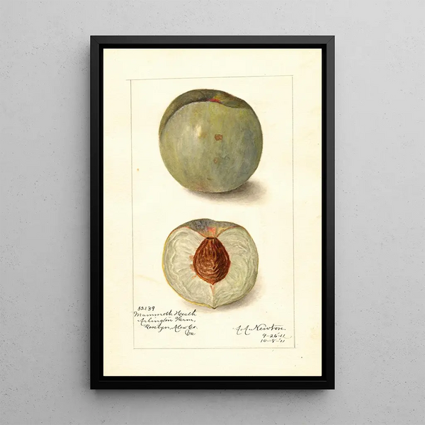 Reproductie van het schilderij Prunus persica Mammoth Heath - Amanda Almira Newton
