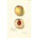 Prunus persica Sans Nom - Amanda Almira Newton — weergave van het kunstwerk
