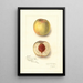 Prunus persica Sans Nom - Amanda Almira Newton — ingelijst kunstwerk aan de muur