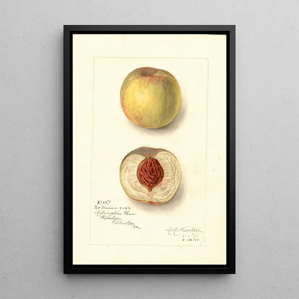 Prunus persica Sans Nom - Amanda Almira Newton — ingelijst kunstwerk aan de muur
