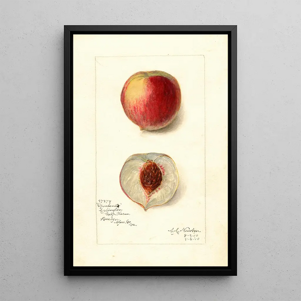 Reproductie van het schilderij Prunus persica Opulent - Amanda Almira Newton