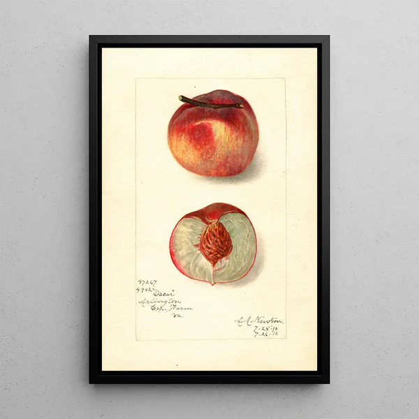 Reproductie van het schilderij Prunus persica Oscar - Amanda Almira Newton