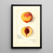 Reproductie van het schilderij Prunus persica Roser - Amanda Almira Newton