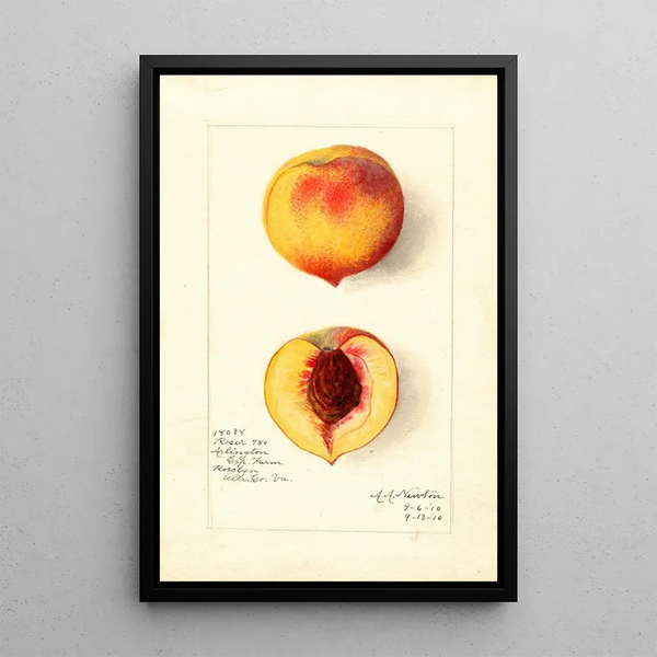 Reproductie van het schilderij Prunus persica Roser - Amanda Almira Newton