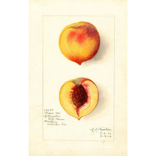 Amanda Almira Newton - Prunus persica Roser.webp
