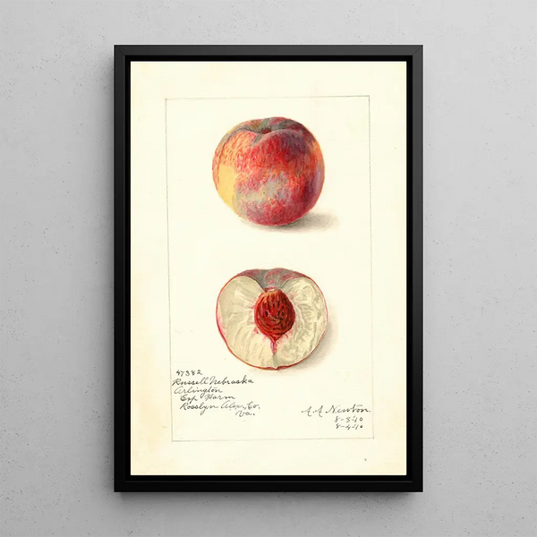Prunus persica Russell Nebraska - Amanda Almira Newton — ingelijst kunstwerk aan de muur