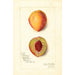 Prunus persica Slappy - Amanda Almira Newton — weergave van het kunstwerk