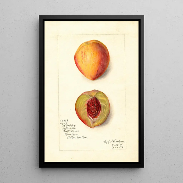 Prunus persica Slappy - Amanda Almira Newton — ingelijst kunstwerk aan de muur
