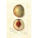 Prunus persica Southern Early - Amanda Almira Newton — weergave van het kunstwerk