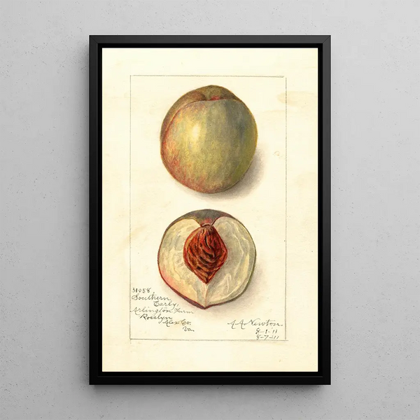 Prunus persica Southern Early - Amanda Almira Newton — ingelijst kunstwerk aan de muur
