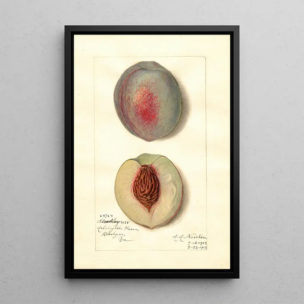 Reproductie van het schilderij Prunus persica Steadley - Amanda Almira Newton