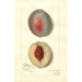 Reproductie van het schilderij Prunus persica Steadley - Amanda Almira Newton