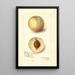 Reproductie van het schilderij Prunus persica Sunrise Cling - Amanda Almira Newton