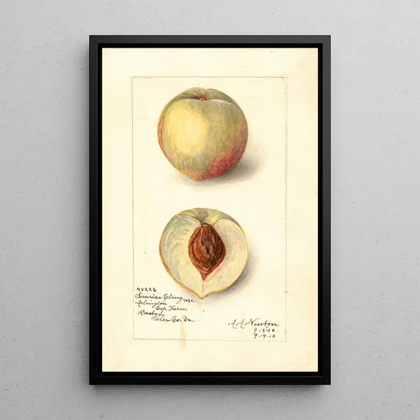 Reproductie van het schilderij Prunus persica Sunrise Cling - Amanda Almira Newton