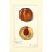 Prunus persica Worthen - Amanda Almira Newton — weergave van het kunstwerk