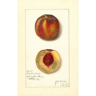 Amanda Almira Newton - Prunus persica Worthen.webp