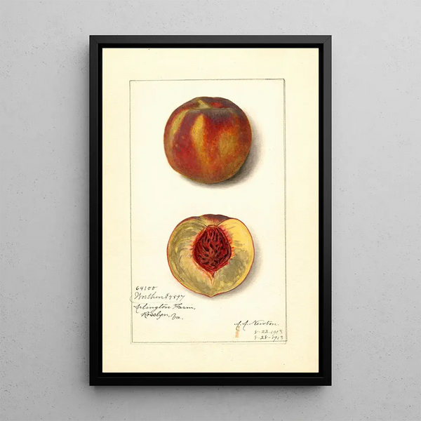 Prunus persica Worthen - Amanda Almira Newton — ingelijst kunstwerk aan de muur
