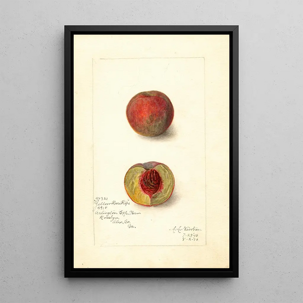 Prunus persica Yellow Rare Ripe - Amanda Almira Newton — ingelijst kunstwerk aan de muur