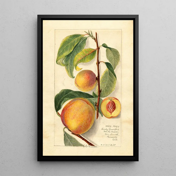 Prunus persica - Amanda Almira Newton — ingelijst kunstwerk aan de muur