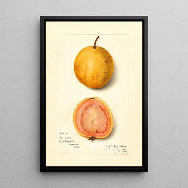 Reproductie van het schilderij Psidium guajava Goyave - Amanda Almira Newton