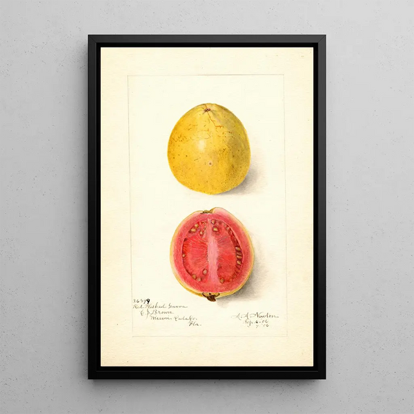 Psidium guajava Chair Rouge - Amanda Almira Newton — ingelijst kunstwerk aan de muur