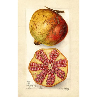 Amanda Almira Newton - Punica granatum.webp
