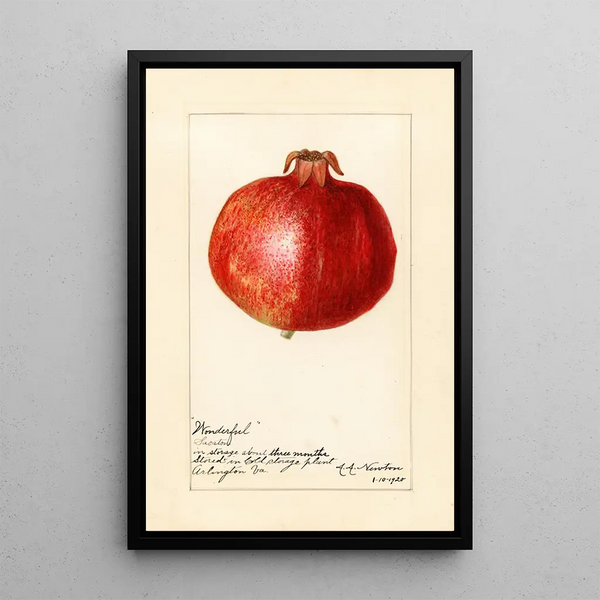 Reproductie van het schilderij Punica granatum Wonderful - Amanda Almira Newton