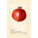Reproductie van het schilderij Punica granatum Wonderful - Amanda Almira Newton