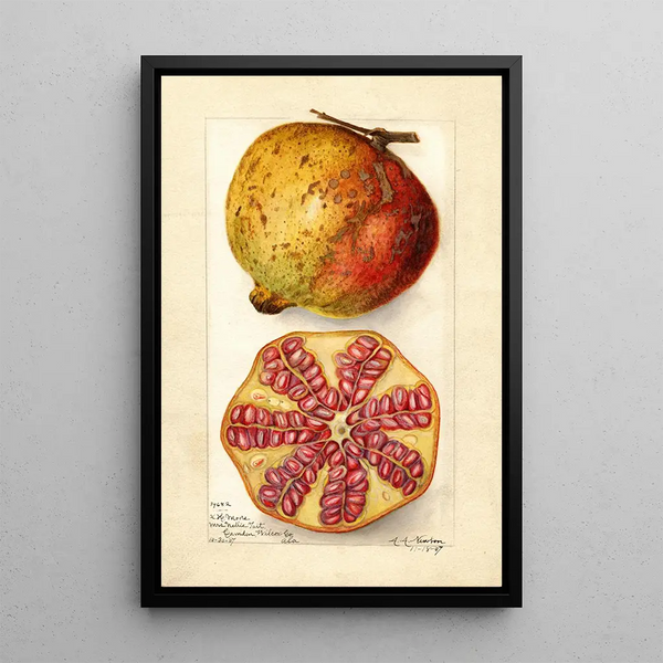 Punica granatum - Amanda Almira Newton — ingelijst kunstwerk aan de muur